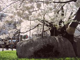 'Stone-breaking' cherry tree blossoming